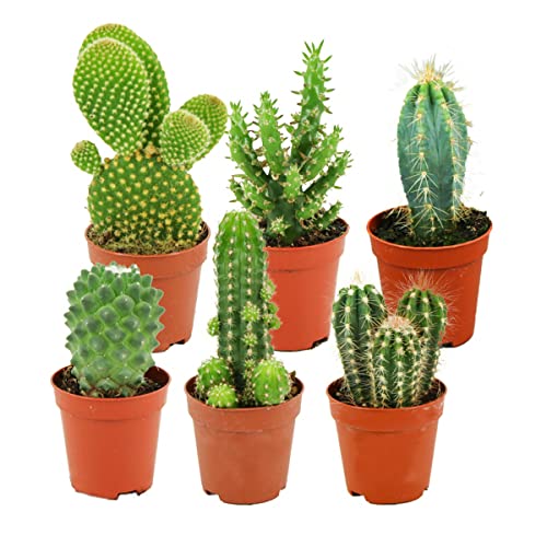 ZynesFlora Cactus Naturelles en pot de fleurs Ø 5.5 cm - Lot de 6 - Hauteur: 5-10 cm - Mélange de Cactus Plantes Grasses Petite Variétés Diverses Plante...