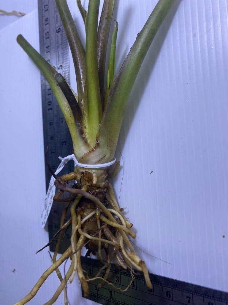 Amazon.co.jp: タッカ シャントリエリ苗 Tacca chantrieri(Black Bat