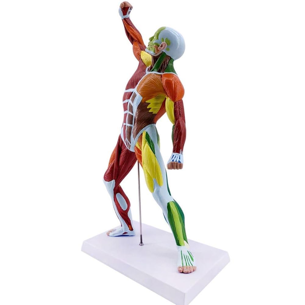 Model Anatomiczny Mięśniaka 50 Cm 80 Cm Kolorowy Miniaturowy Model Mięśni Model Anatomiczny Ciała Człowieka Z Wyjmowanym Organem Do Nauki Fizjologii Medycznej I Nauczania Mię,50 cm