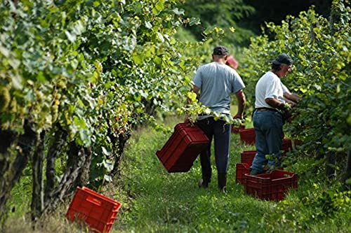 Pinot Grigio Friuli Doc Le Vigne Di Zamò - 3