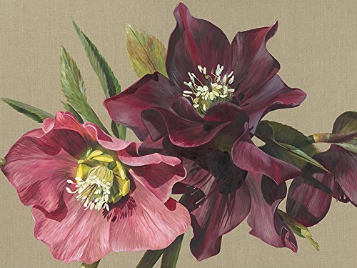 Toile Imprimée Nightshade Hellebore par l'Artiste Sarah Caswell 60 x 80 cm Finition Premium