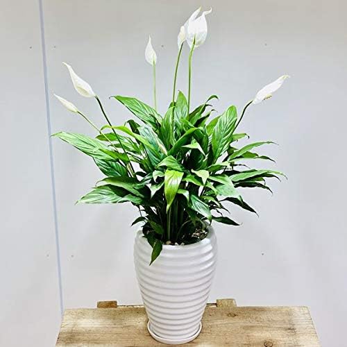 年間ランキング6年連続受賞 おしゃれ 観葉植物 スパティフィラム スーパーメリー 鉢植え 受皿付 大型ヤマト便配送 鉢花 Www Groupetqg Sn 年間ランキング6年連続受賞 おしゃれ 観葉植物 スパティフィラム スーパーメリー 鉢植え 受皿付 大型ヤマト便配送 鉢花 Www Groupetqg Sn