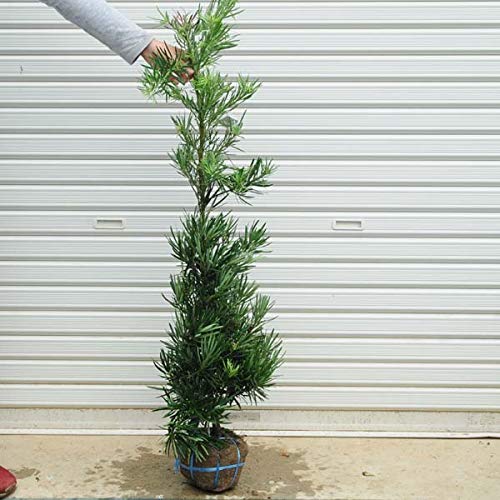 庭木 マキ 植物 植木 槙 001 マキの木（槇・イヌマキ・ラカンマキ）の 