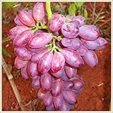 Weintrauben Kernlos Winterhartes,Tafel-Trauben, Lebende Pflanzen,Weinreben,Trauben Kernlos Pflanzen,Weinreben Winterhart, Winterhart Traubenwurzel Pflanze,Tafeltraube,-1 Weinreben pflanzen-A