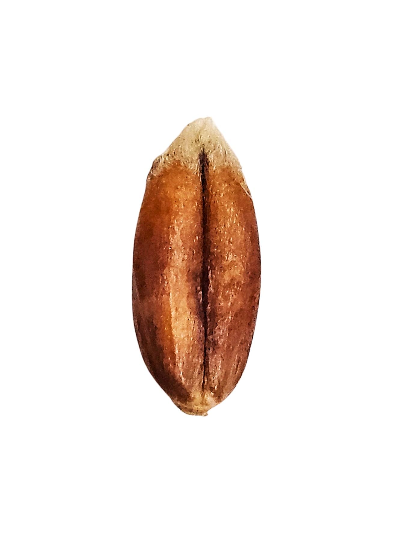 Bio Rotdinkel "Späths Albrubin" Dinkel 25 KG