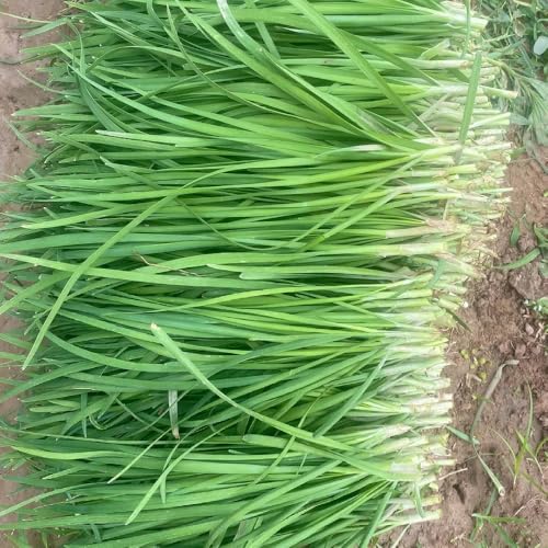 semi di cipollina - Allium tuberosum - giardino interno biologici da appartamento per aiuole resistenti 500pcs