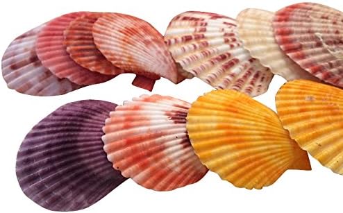 Julie Wang 20 Pieces Colorful Seashells Decorations Nautical Scallop Shells Crafts Decor