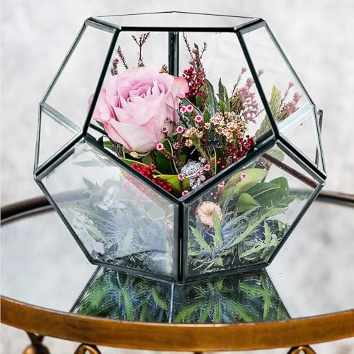Plantes aériennes et succulentes sublimées dans leur cube - 6