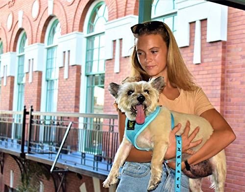 Ecobark Dog Harness - Eco-Friendly Max Comfort Harnesses - Luxurious Soft Mesh Halter - Over The Head Harness Vest- No Pull And No Choke For Puppy, Toy Breeds & Small Dogs (Medium, Blue) #TOP3