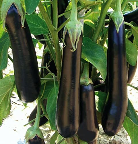 Lot de 100 Graines d'Aubergine Violetta Lunga 3 - Variété Vigoureuse et Productive - Fruits violets à chair savoureuse - Indispensable en ratatouille - Semences Reproductibles