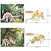 3D Wooden Dinosaur Puzzle - 6 Piece Set Wood Dinosaur Skeleton Model Puzzle - DIY Wooden Crafts 3D Puzzle - STEM Toys Gifts for Kids and Adults