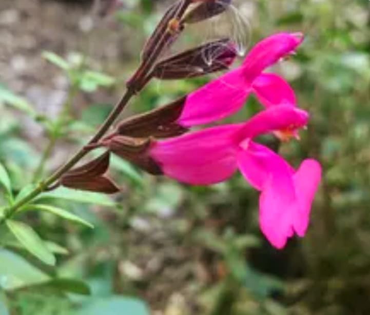 Miniatura 5 de 350 Semillas de Salvia Greggii Fairy Queen Wendy Salvia Salvia Otoño Fragante Sin OMG Heirloom Variedad Flor Rosa
