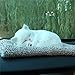 JIAHUI - Deodorante per auto, con motivo a gatto, purificatore per auto, in carbone attivo, decorazione per interni domestici (colore: peluche opaco)