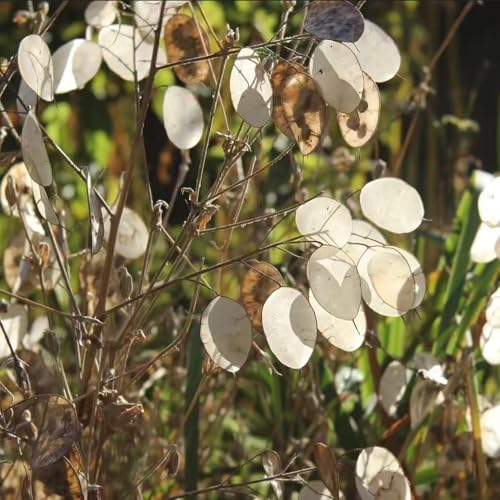 semillas hoja de plata de interior interior exóticas jardín rocas decoración cama elevada balcón parterre elevado decorativas resistentes 80pcs