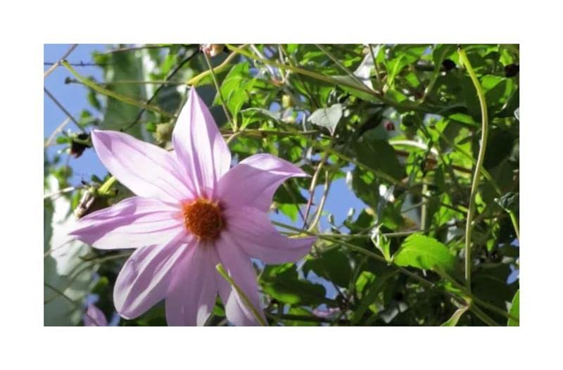 Informazioni importanti: attribuiamo grande importanza alla qualità e all'elevato tasso di germinazione dei nostri prodotti, motivo per cui evitiamo lunghi periodi di conservazione.