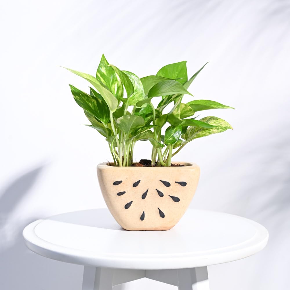 Ugaoo Watermelon Ceramic Planter - Bare Beige (B074RJX2K3) Amazon Price History, Amazon Price Tracker