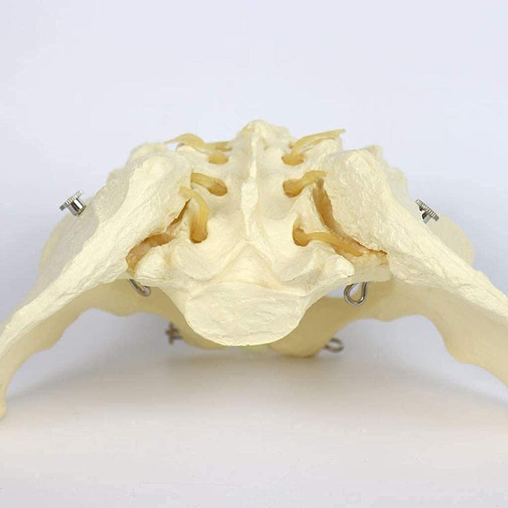 Naturalny Model Anatomiczny Kości Miednicy Kobiecej Dla Materiałów Szkolnych I Pomocy Medycznej