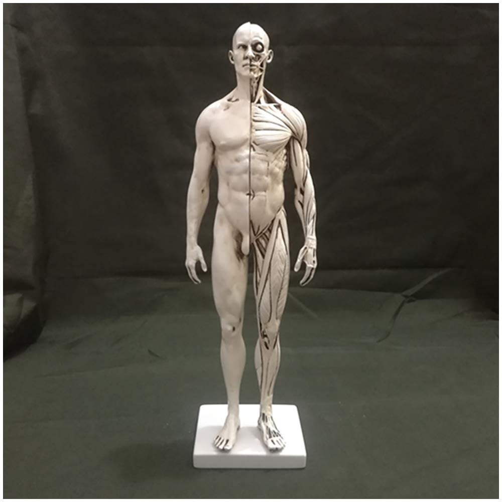 YNIYUJKL Human Anatomy Figure - 11.8 Inch Male Muscle Bone Model - Human Muscle Skeleton Anatomical Model Human Anatomy Figure Mannequin Drawing Figures - Reference For Artist,School S