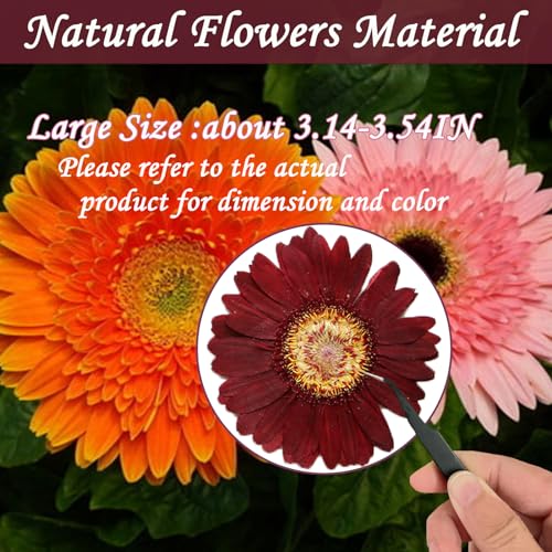 Flores secas naturales grandes para manualidades DIY miniatura 2
