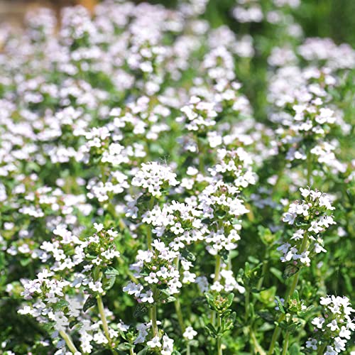 Thymus Mongolicus - Thymian Samen Bodendecker, Thymian Pflanze -...