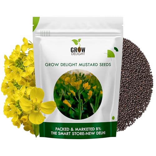 Image of Mustard (Sarson) (800+ Seeds) Vegetable Seeds for Home Garden, Organic & Hybrid, Perfect for Home Gardening, Planting For Pots and Patio