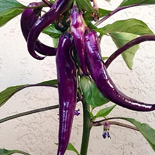 See full amazon price history chart for Royal Paradise Garden Hot Chili Pepper - CAYENNE PURPLE - 20 Heirloom Organic Vegetable Seeds Royal Paradise Garden Hot Chili Pepper - CAYENNE PURPLE - 20 Heirloom Organic Vegetable Seeds (B094K15VM2) Amazon Price History, Amazon Price Tracker