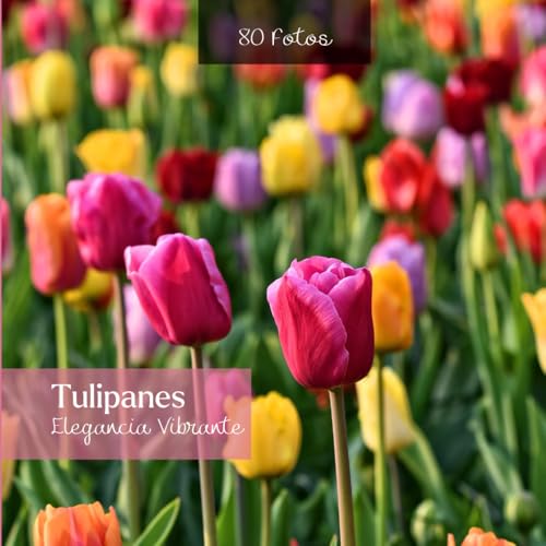 Tulipanes : Elegancia Vibrante: 80 Fotos