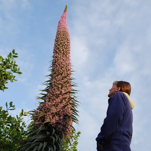 Plant World Seeds - Echium X Pininana 'Pink Fountain' Seeds (Exotic Flower Seeds)