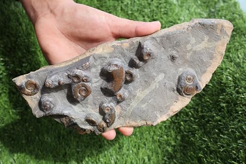 Image of Ammonite Fossil Natural Platyclymenia & Goniatites Plate Fossil Devonian Fossil from Morocco Rare Fossil Ammonite Fossil A58