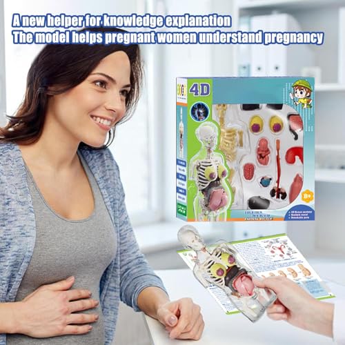 Modèle squelette de grossesse éducatif avec kit d'assemblage complet - 2