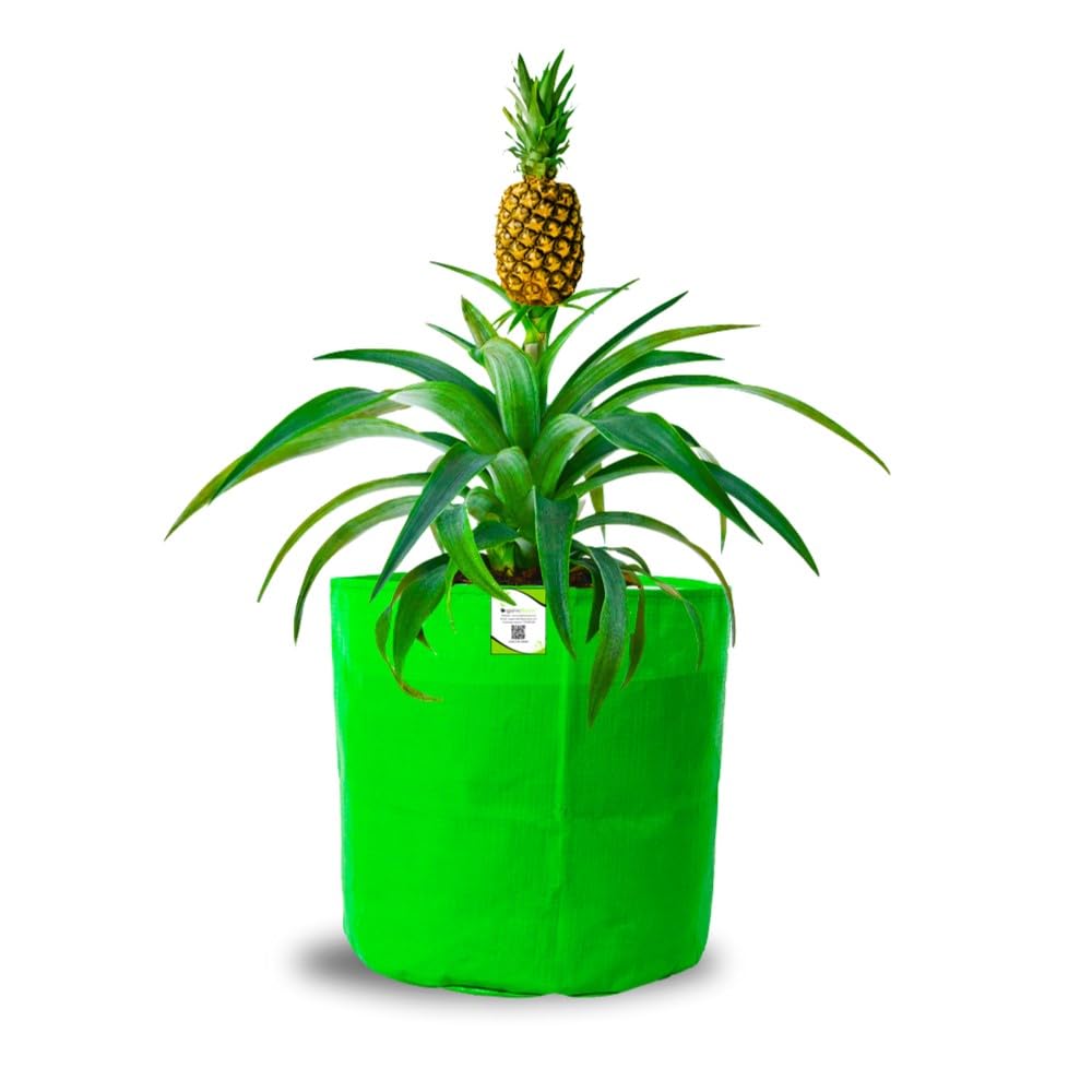 ORGANIC BAZAR 15x18 Big Grow Bag for Terrace Garden, Premium HDPE 260 GSM Green Plant Bag (Pack of 1) (B09JPBGNFS) Amazon Price History, Amazon Price Tracker