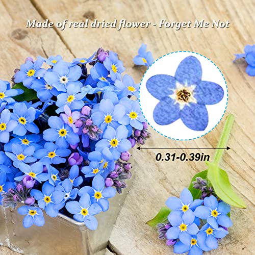 Flores secas prensadas 'Forget Me Not' 60 piezas azul miniatura 2