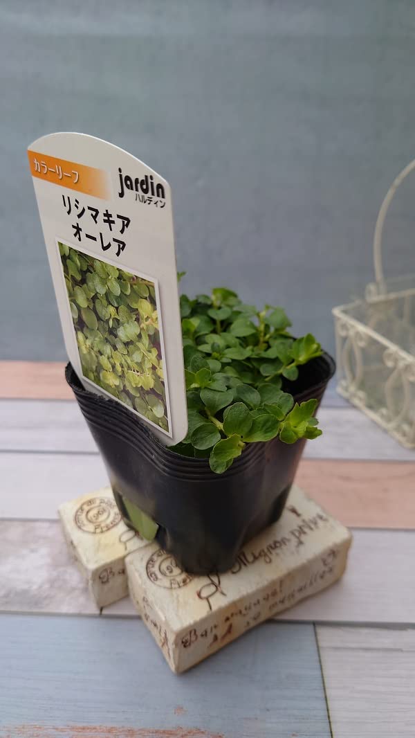 Amazon.co.jp: 宿根草 苗 リシマキア ヌンムラリアオーレア 9cmロング