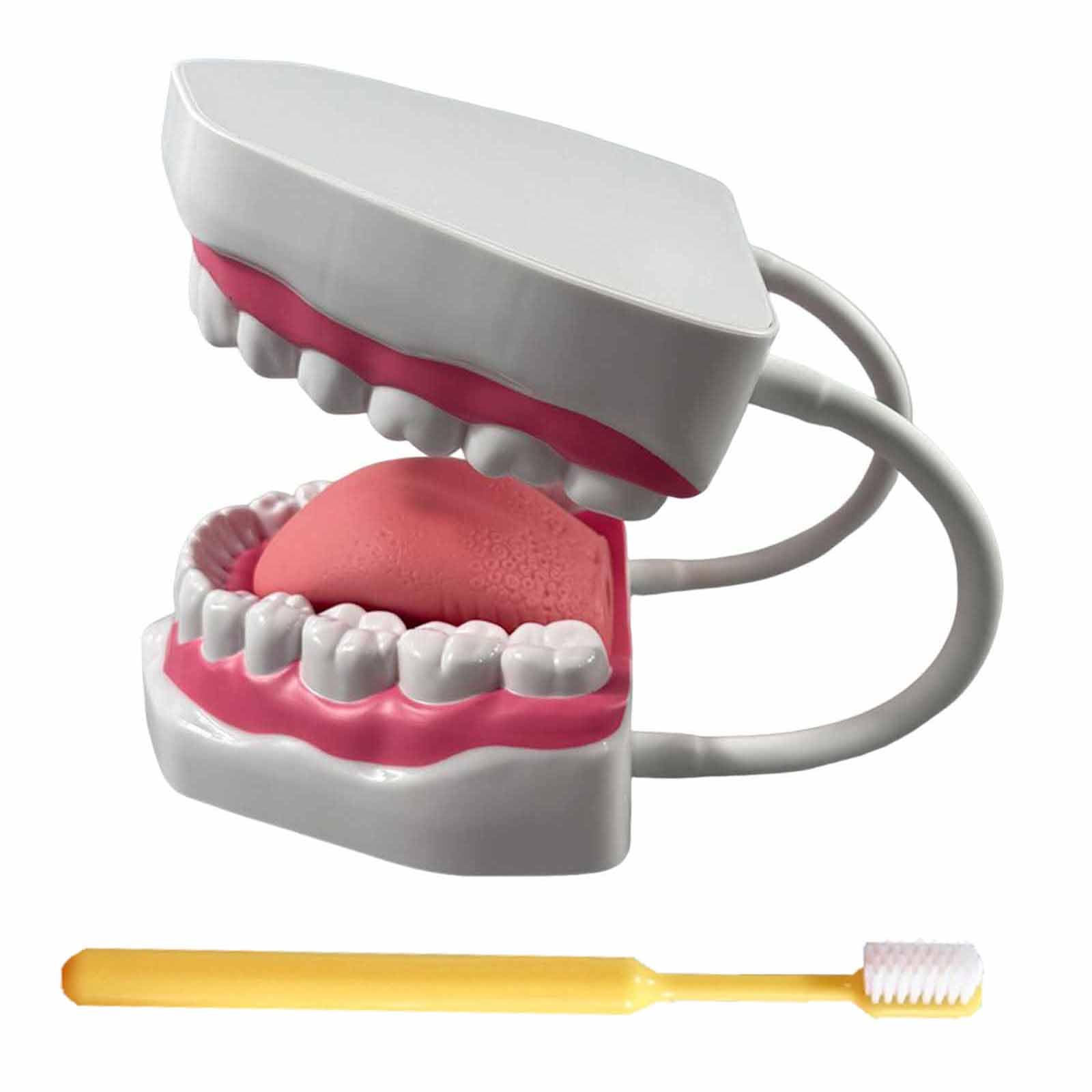 YRQMGSF Dental Model for Brushing Flossing Practice Typodont Demonstration Denture Model 6 Times Enlarged Demonstrative Teeth Model for Education and Study,White