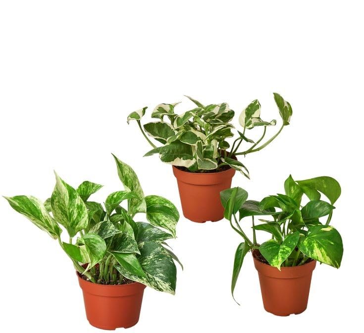 Lucky money plant combo live plant Pack of 3 Air purifying Live Plant Indoors, outdoor for Living Room, Table Corner, Balcony, Office,Bed room/Home Decoration pack of 1-image-24