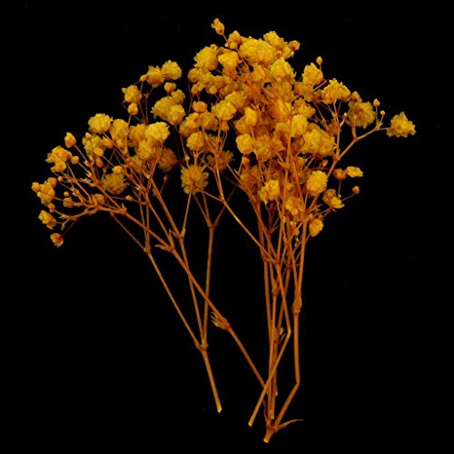 Flores secas prensadas naturales para manualidades - Amarillo miniatura 6