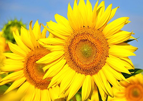 G敗 ǎ|X^[ i͂V[j Ђ܂  q} z̉ Tt[  LN FHMW-002A2 iA2 594mm×420mmj zpǎ{ό󐫓h { EH[XebJ[ C|X^[