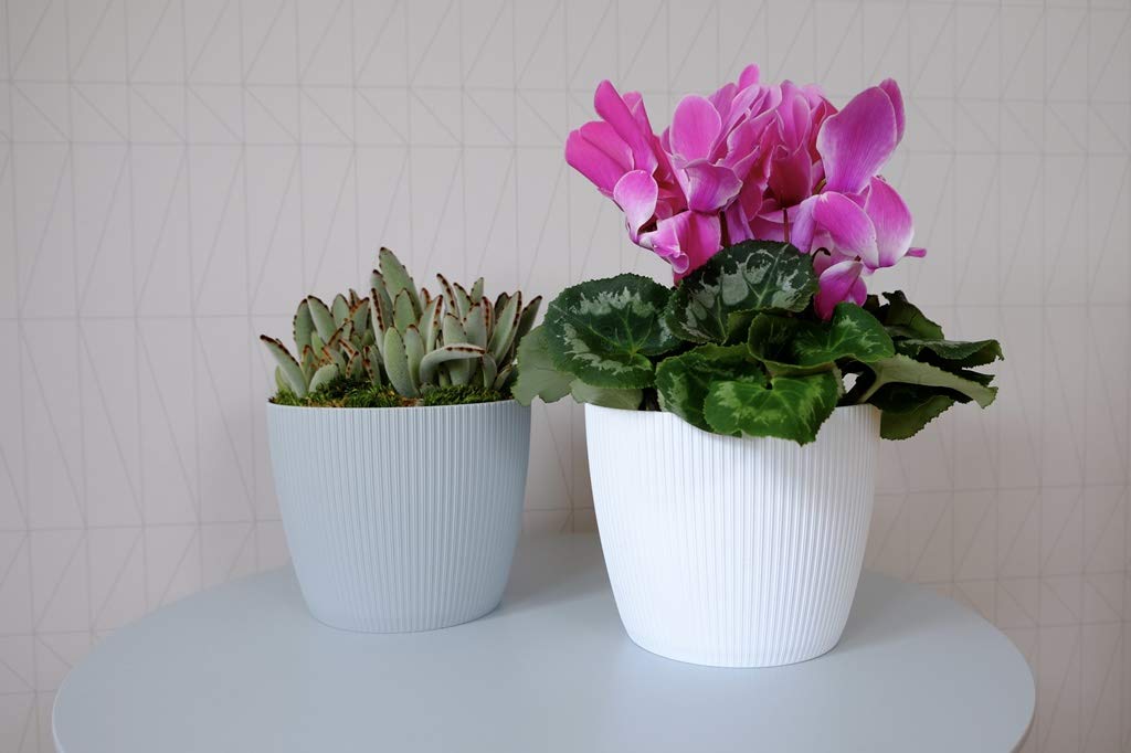 POWERS TO FLOWERS - MAGNOLIA GRANDIFLORA, vaso 26cm, altezza 150cm, piante vere - Powers to flowers - piante e fiori