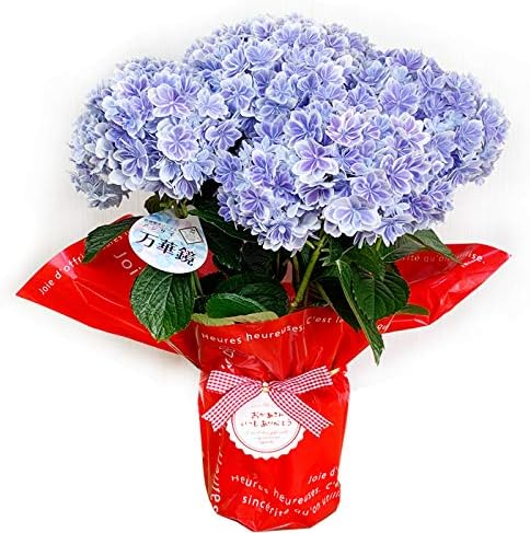 Amazon アジサイ 万華鏡 青色 母の日 ギフト 島根県オリジナル品種 紫陽花 アジサイ 鉢植え 観葉植物 オンライン通販