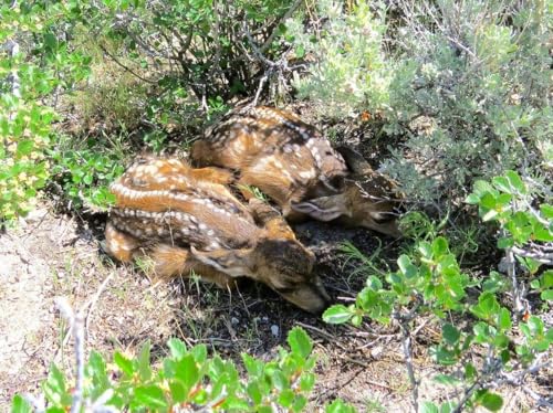 Summer Projects 2025 Has MFF Working Hard for Mule Deer