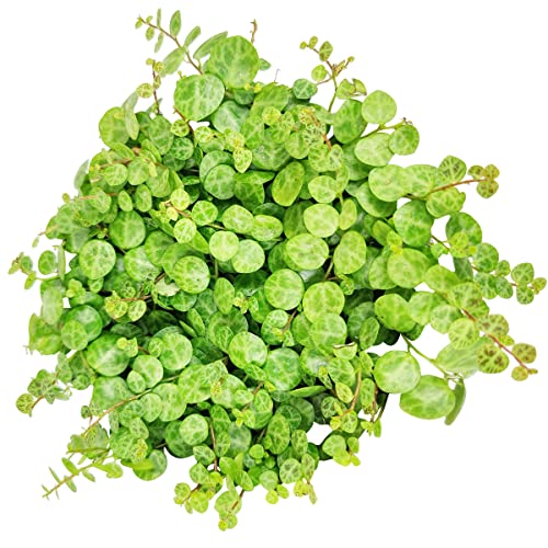 15 Best live plants for turtles Reviews & Comparison licorize