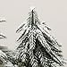 VGIA 3 Small Christmas Tree with Wood Stand Flocked Snow Christmas Decoration Tabletop Centerpiece