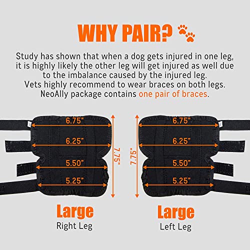 Image of NeoAlly Dog Canine Braces for Rear Legs Super Supportive with Dual Metal Spring Inserts to Stabilize Dog Hind Legs, Help Dogs with Injuries, Sprains, Arthritis, ACL (M Pair)