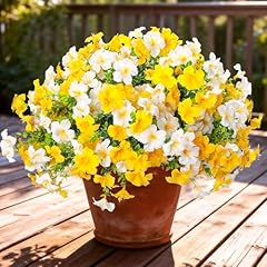 Petunia Yellow White