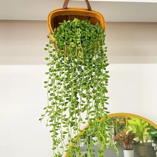 Semillas de planta de guisante Senecio rowleyanus, semillas de plantas de interior bonsái de interior bonsái Plantas resistentes para el jardín. plantas colgantes semillas de bonsái en 180pcs