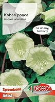 Verdica Weißer Kathedralen-Glockenwein Samen Cobaea scandens – Einjähriger Kletterer mit atemberaubenden weißen Blüten, ideal für Lauben & Balkone, wächst 100-300 cm (0,8 Gramm)