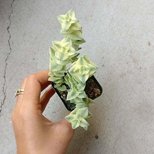 Variegated String Of Buttons 2 Inch - Unique Collection Of Live Crassula Succulents Easy To Grow Indoor House Plant, Fully Rooted In 2/4/6 Inch Size #TOP4