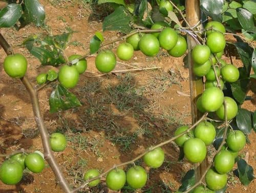 Image of Golden Bloom Live Green Apple Ber Thai variety Plant Healthy Grafted Hybrid Plant Pack of 1 (Next Year Get Fruits)