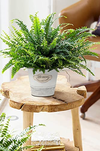 Briful 3 Size Ivory Galvanized Buckets Farmhouse Metal Tin Planters Small Galvanized Flower Bucket Plants Pot Home Indoor Outdoor Decor Tin Planter (4.7In/5.5In/5.9In) #TOP4