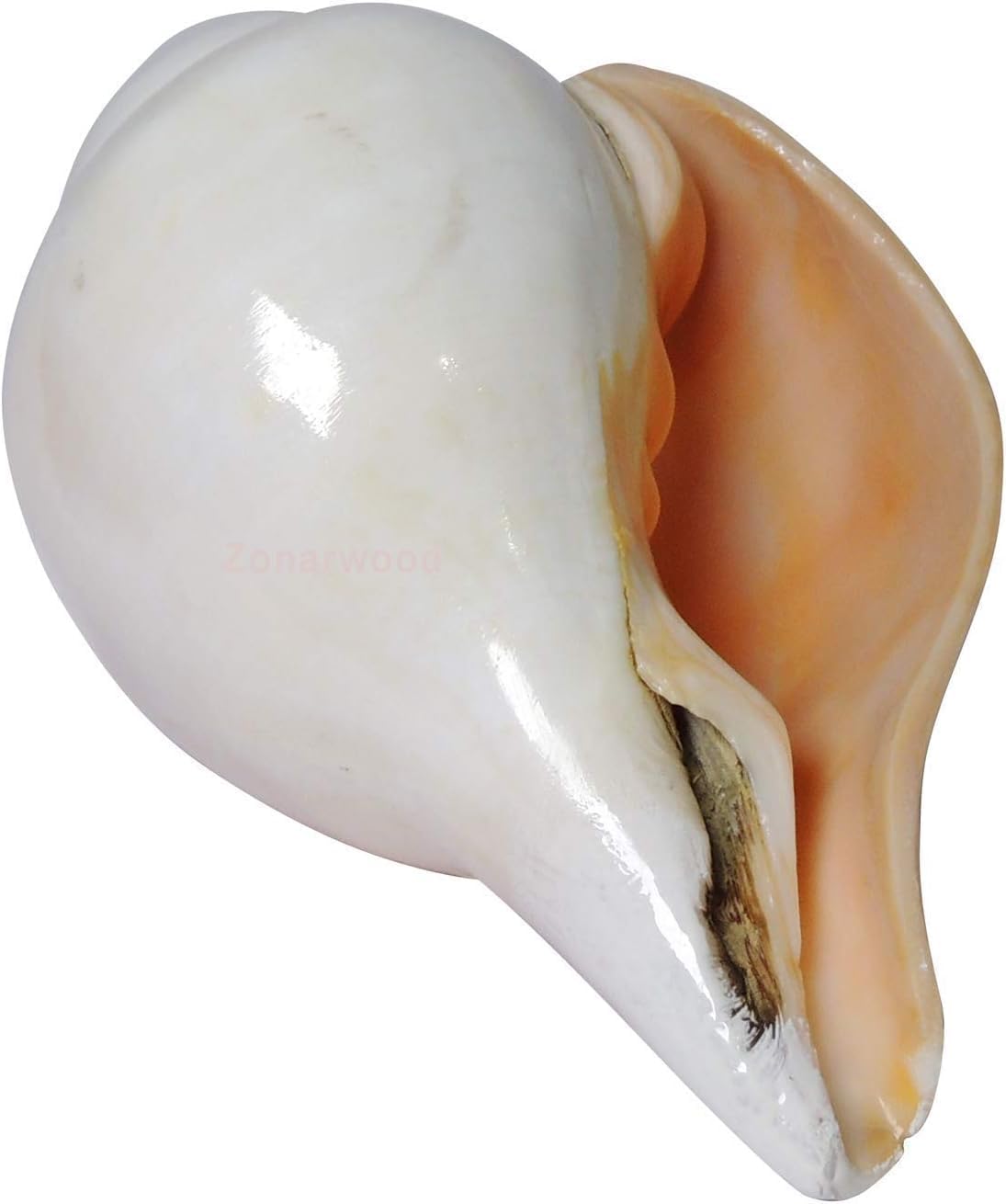Coquilles de conque Shankh naturelles pour prière Pooja Home Temple – 12,7 cm de long